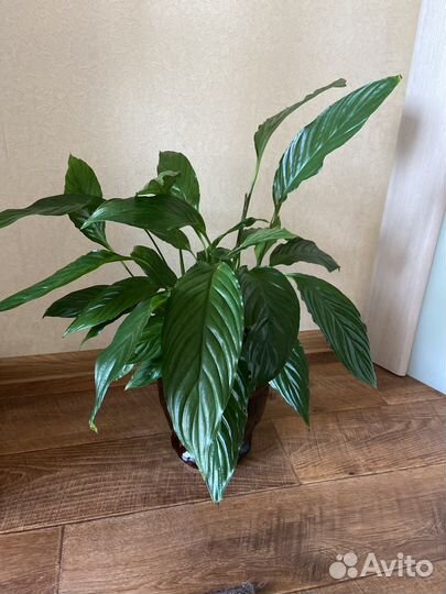 Спатифиллум