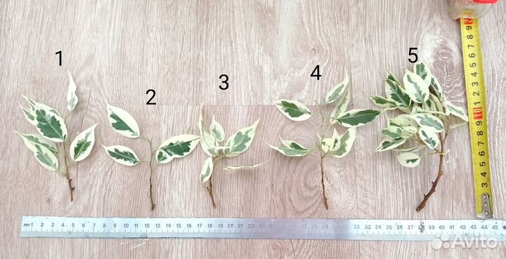 Фикус Бенджамина вариегатный черенки