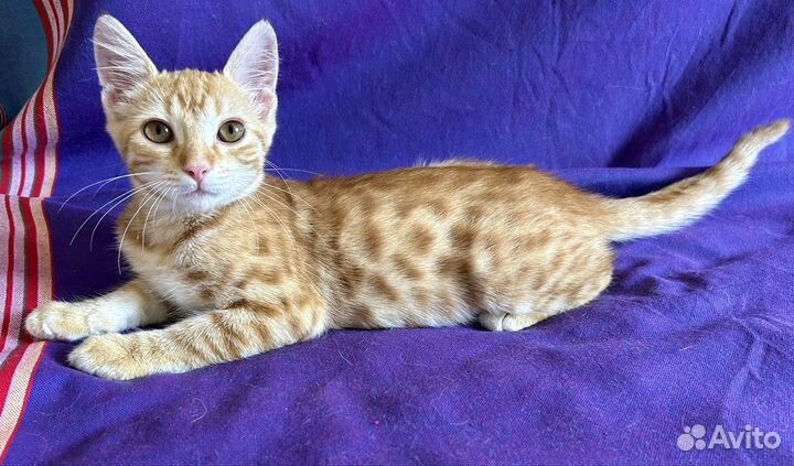 Рыжик в добрые руки