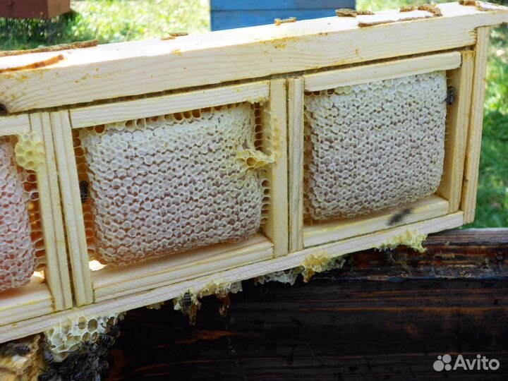 Мед цветочный 2023 года, оптом и в розницу