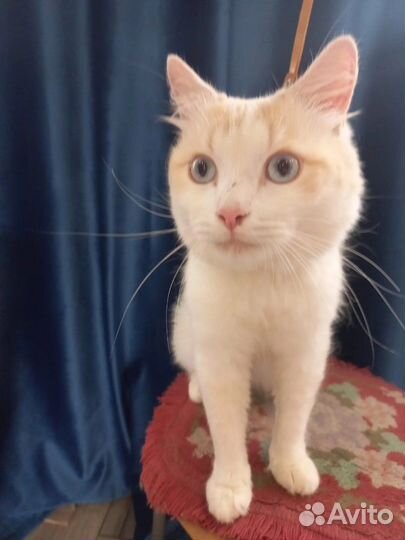 Кот молодой в добрые руки