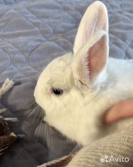 Декоративные кролики