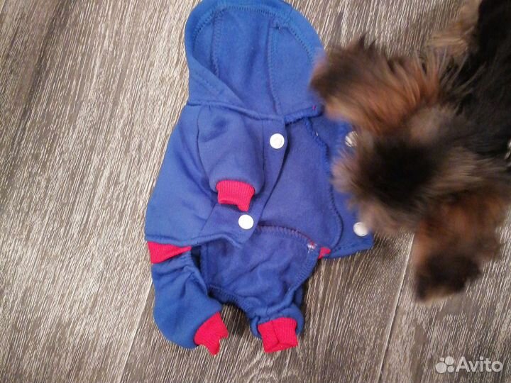 Одежда для маленьких собак xs
