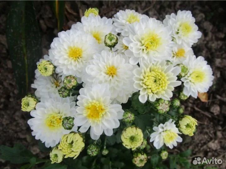 Хризантемы мультифлора