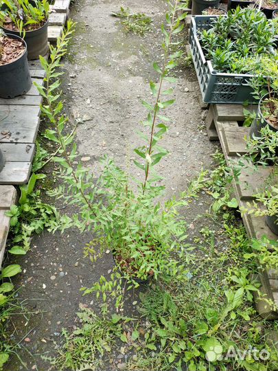 Спирея серая Грефшейм