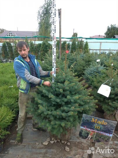 Ель колючая (голубая, зеленая, сизая)