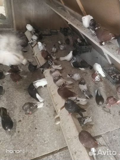 Николаевские голуби