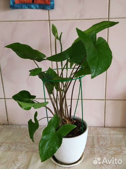 Сингониум ножколистный