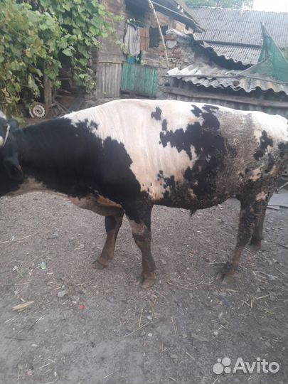 Бык на племя возраст 1год 4месеца