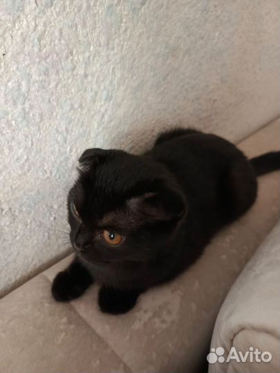 Вислоухая кошка