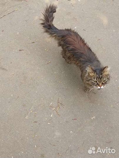 Найдена кошка, район Соколиная Гора, Москва