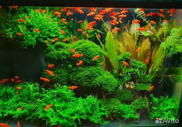 Жемчужный гурами, гуппи, растения артемия декапс