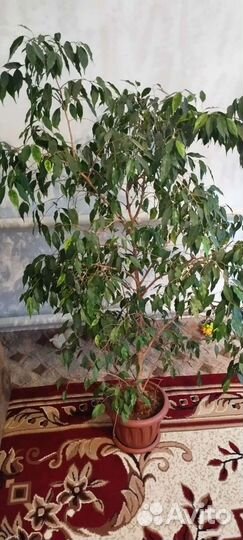 Домашние цветы китайская роза, фикус