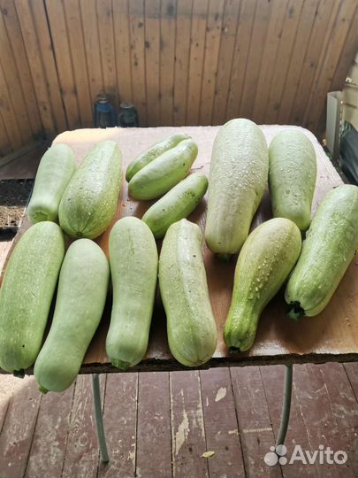 Кабачки домашние