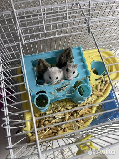 Джунгарский хомяк