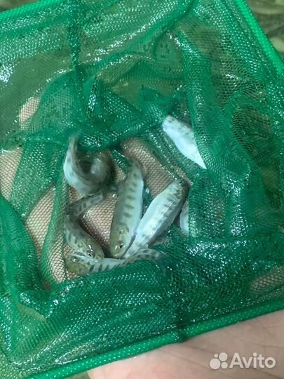 Малек фарели