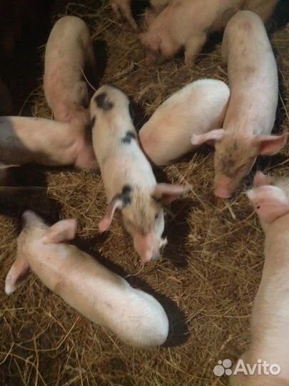 Поросята