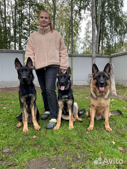 Услуги кинолога,передержка