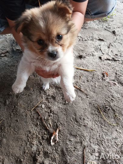 Щенки дворняжки