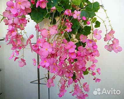 Бегония глуар де лоррен