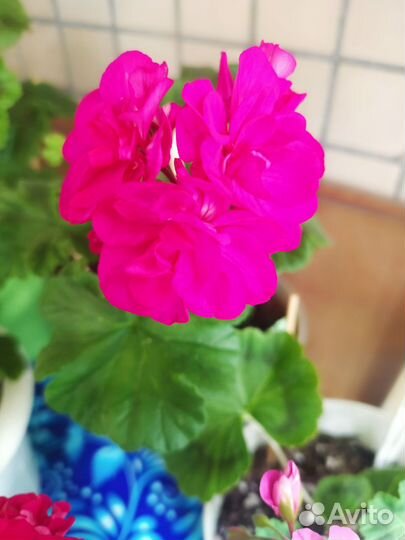 Пеларгония герань