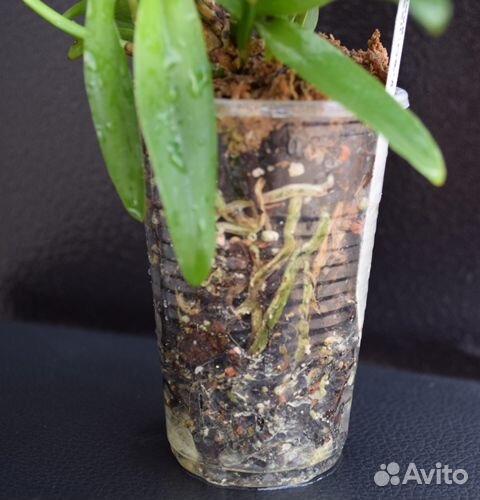 Орхидея каттлея сортовая