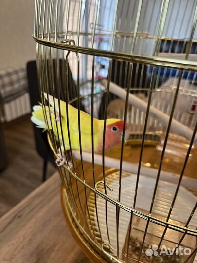 Попугай неразлучники