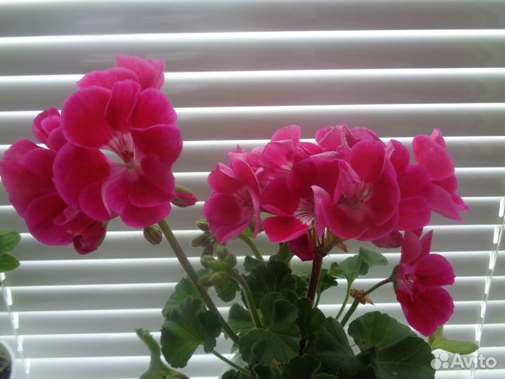 Комнатные цветы