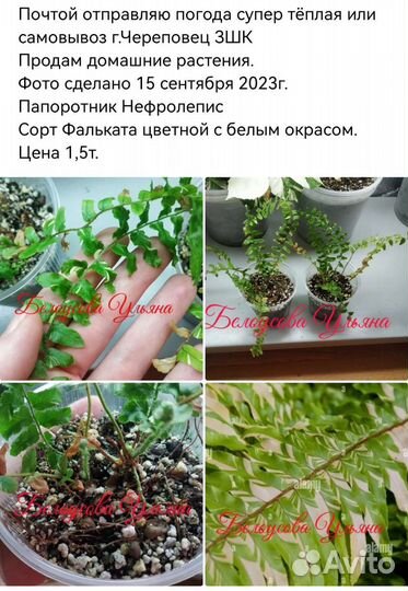 Комнатные растения продажа