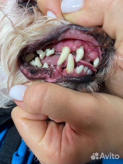 Ультразвуковая чистка зубов собаке