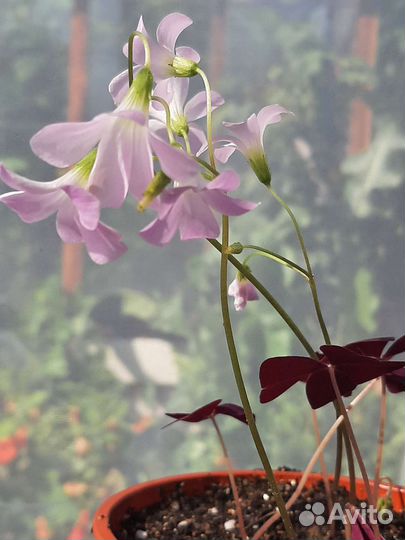 Комнатные цветы кислица