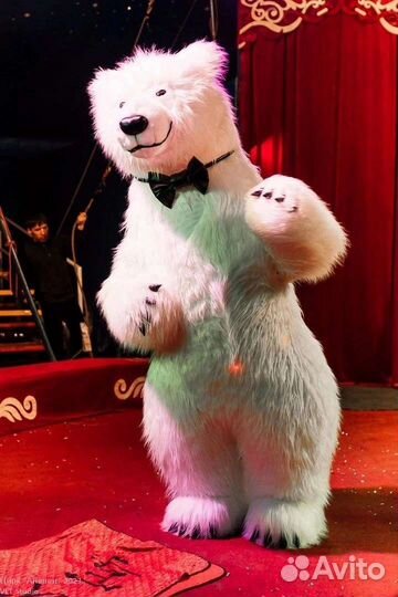 Цирковой Белый мишка с поздравлением для всех