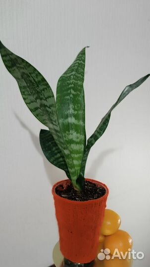 Сансевиерия, щучий хвост, тёщин язык