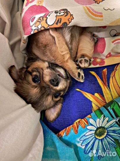 Продаётся девчулька Чихуахуа