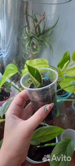 Комнатные растения