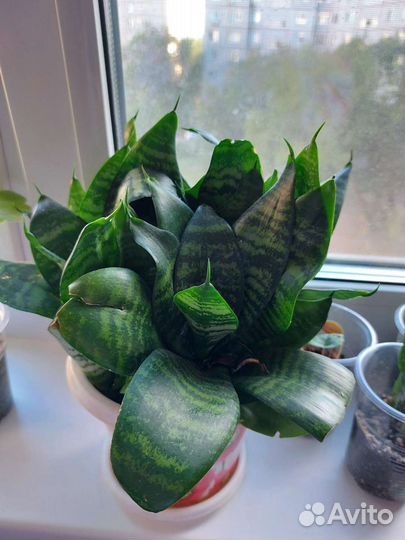 Сансевиерия