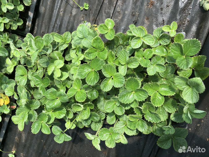 Рассада клубники азия и круглогодичная