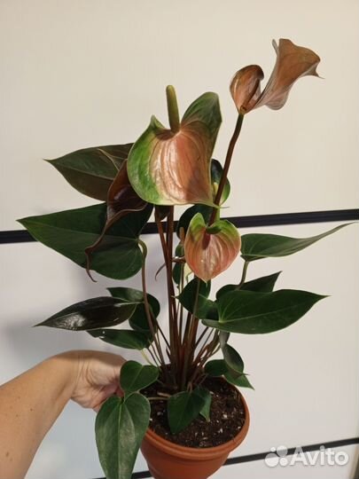 Сортовые Диффенбахии