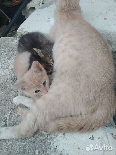 Котята в добрые руки бесплатно