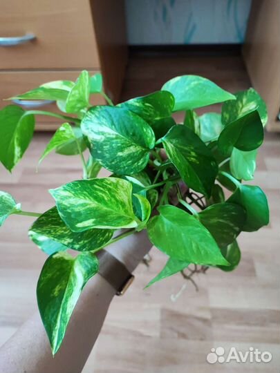 Сциндапсус эпипремнум золотистый