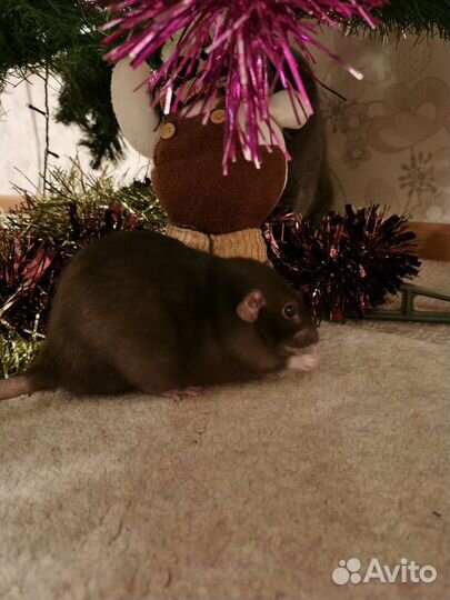 Крысы Дамбо с клеткой