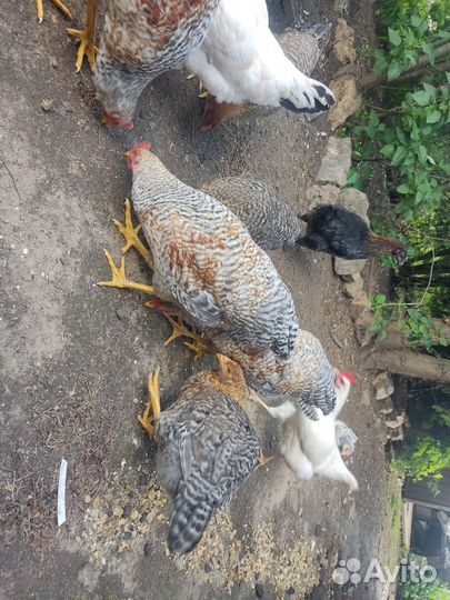 Петухи домашние