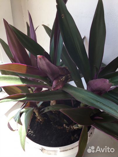 Домашние цветы