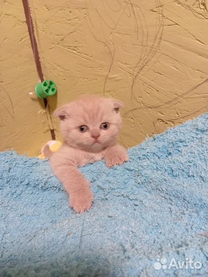 Шотландская