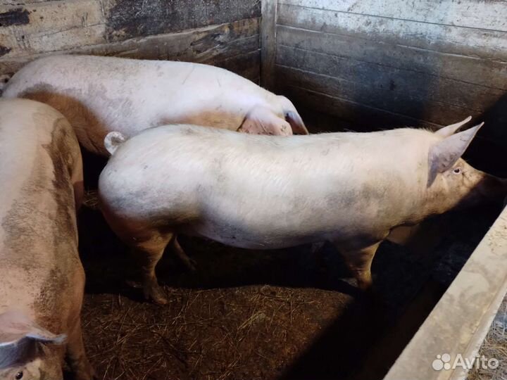 Продам свинок на племя