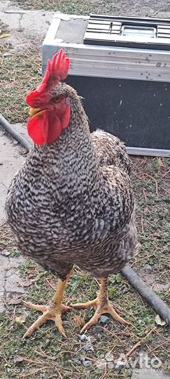 Молодые петухи