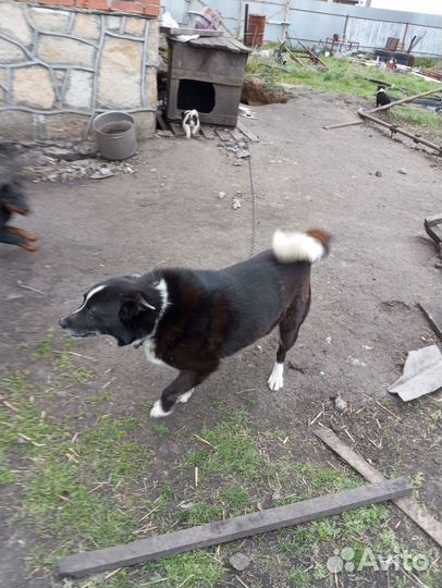 Щенки лайки