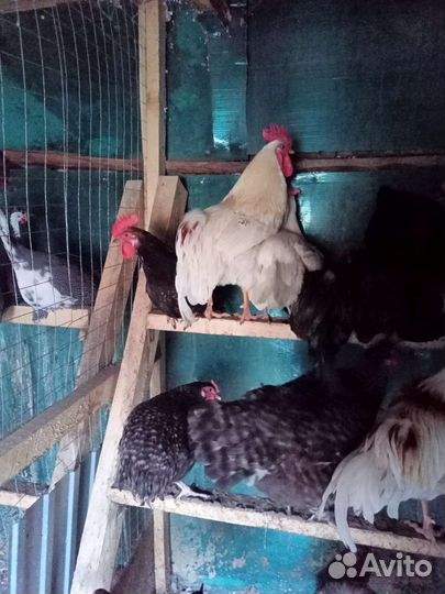 Петухи продаю