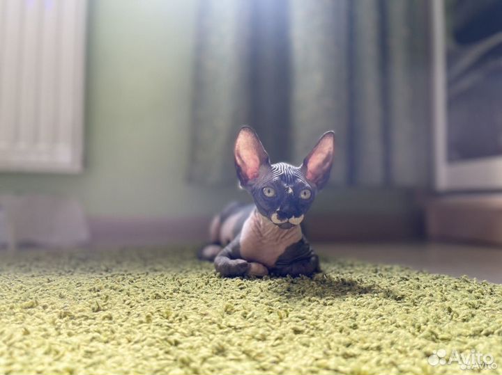 Канадский сфинкс