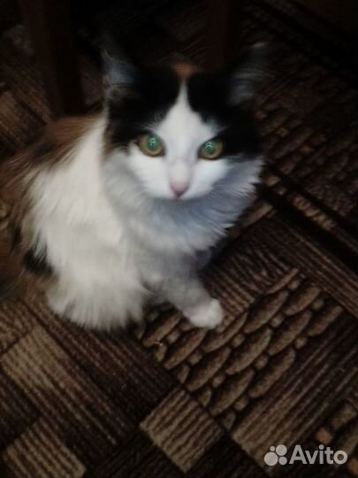Классный котенок в хорошие руки